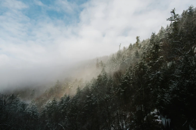 snow falling on a tree - covered mountain and mist