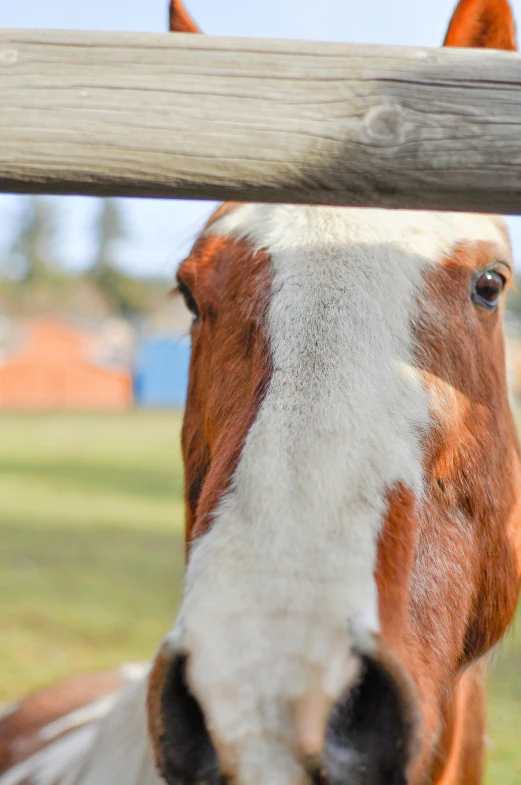 a brown horse sticking its head over a fence post