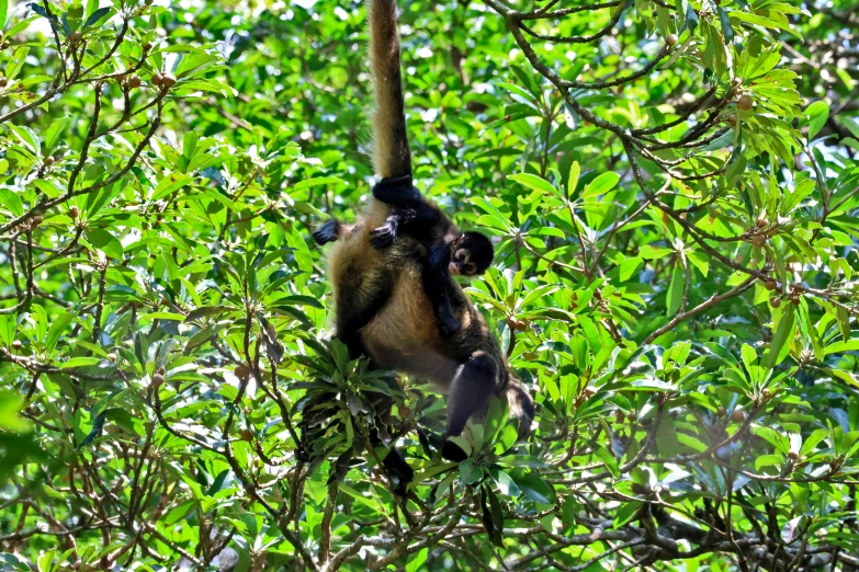 a monkey is hanging in the trees in a tree