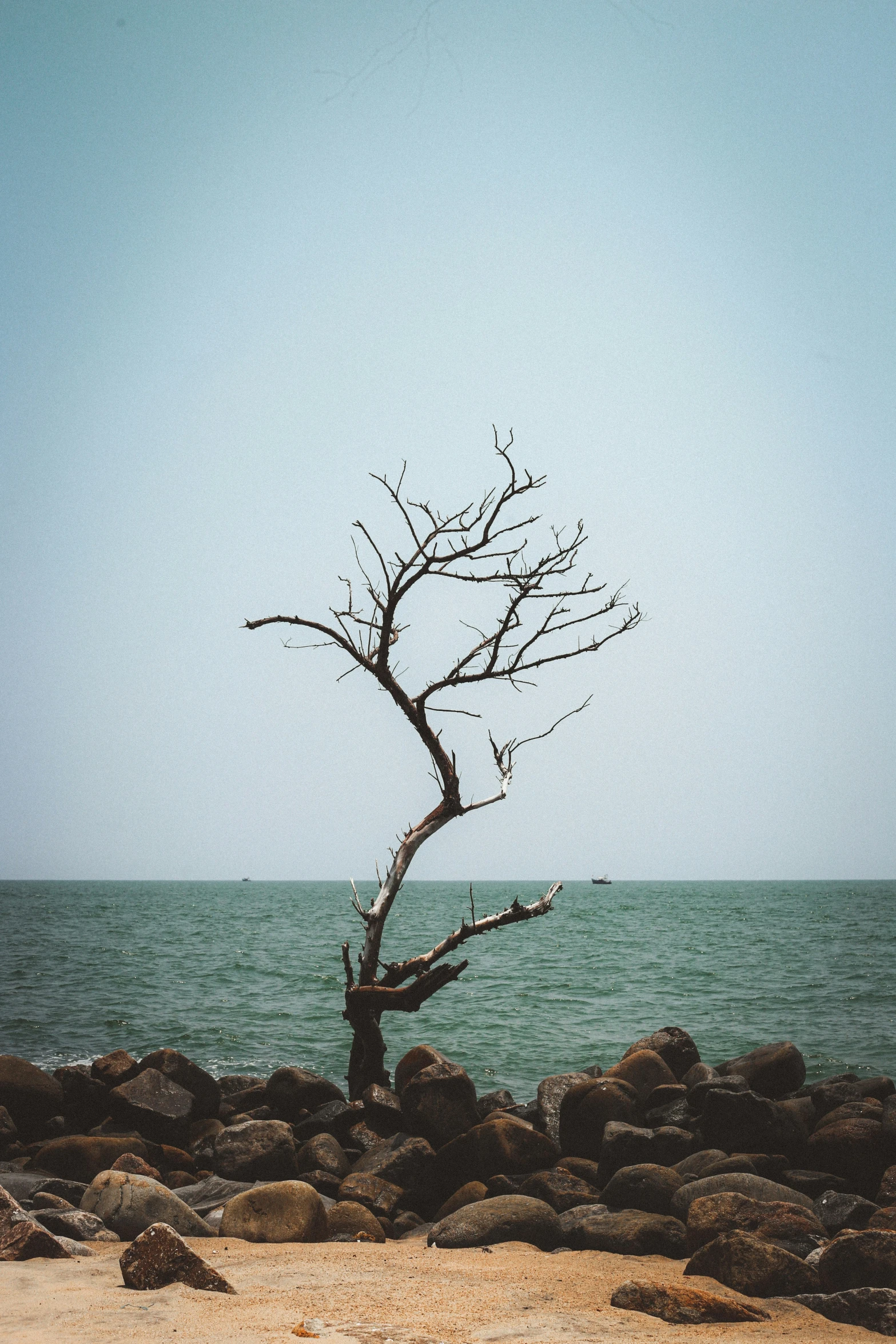 a bare tree leaning out into the ocean