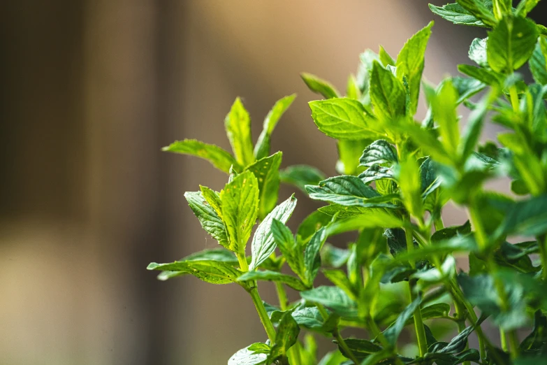 small green leaves in an outdoor setting