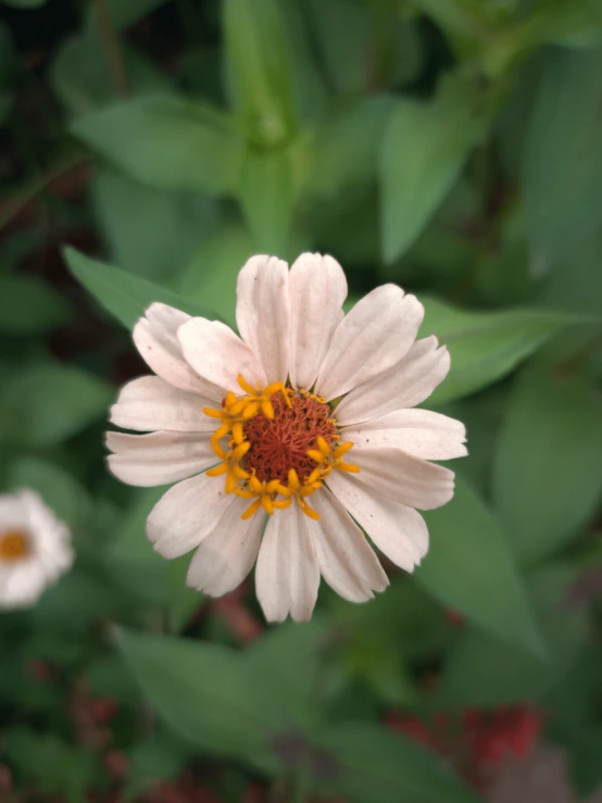 a pretty white flower in a big field