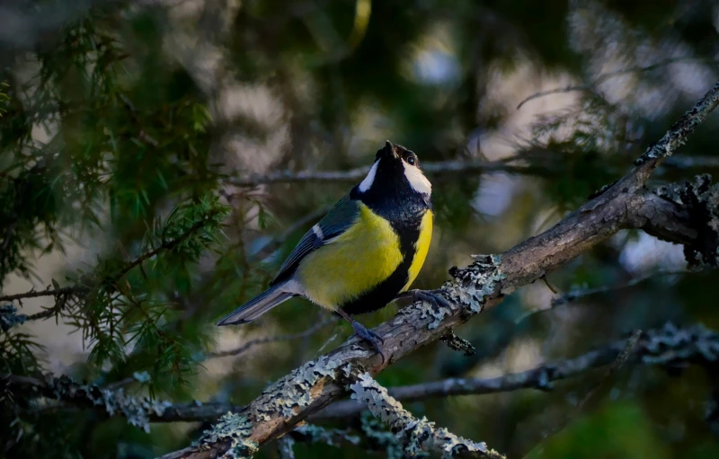 a small yellow bird perched on a nch