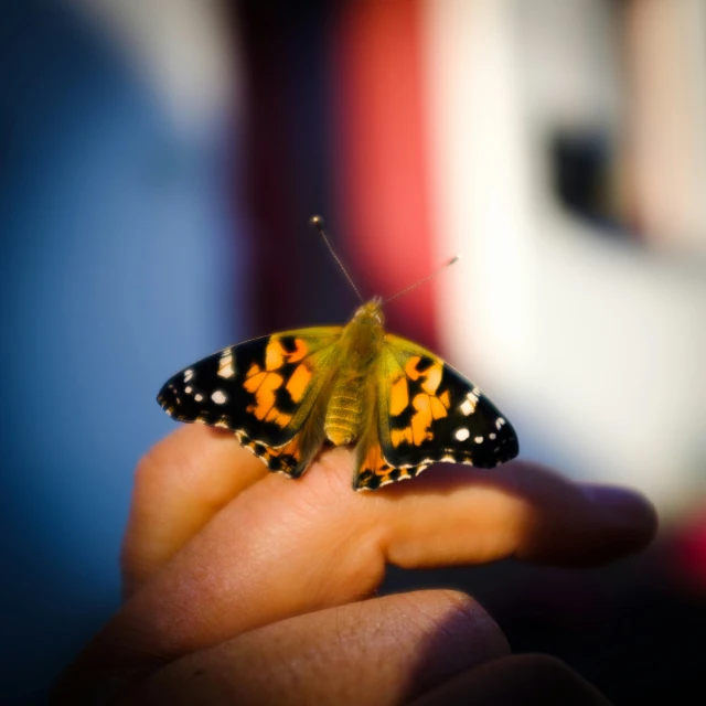 an orange erfly that is sitting on the hand