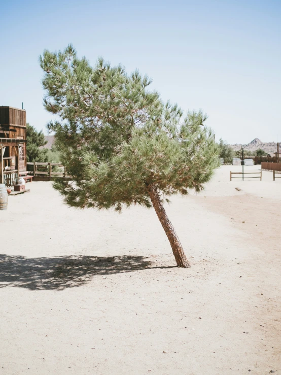 a lone tree in the middle of a desert