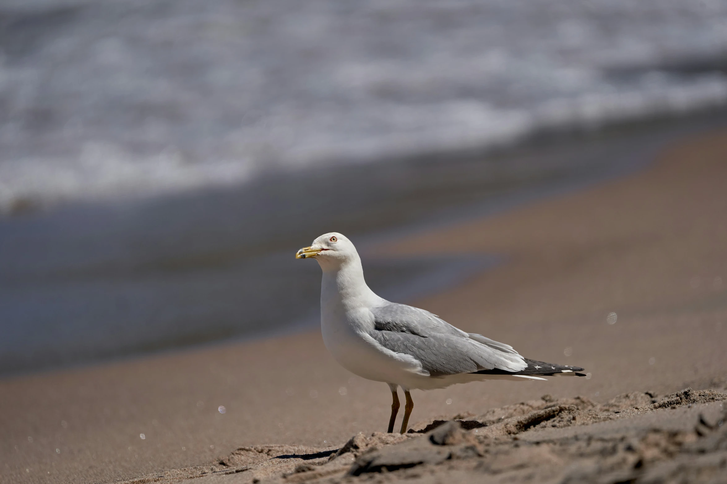 a gray and white bird standing on the beach near the ocean