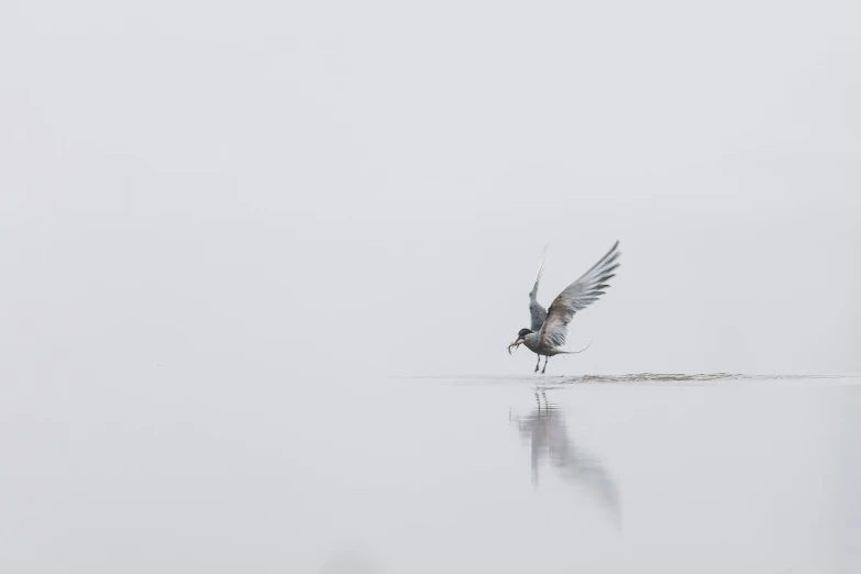 a bird flies over water with its wings out