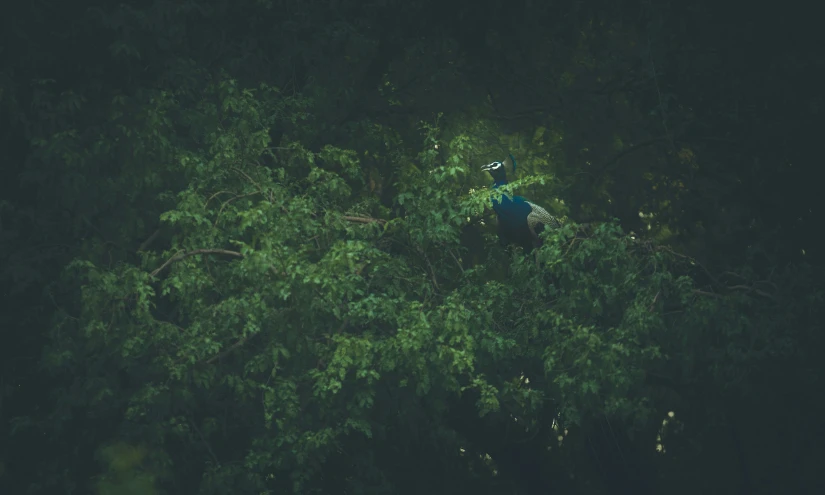 birds sitting in the middle of the forest