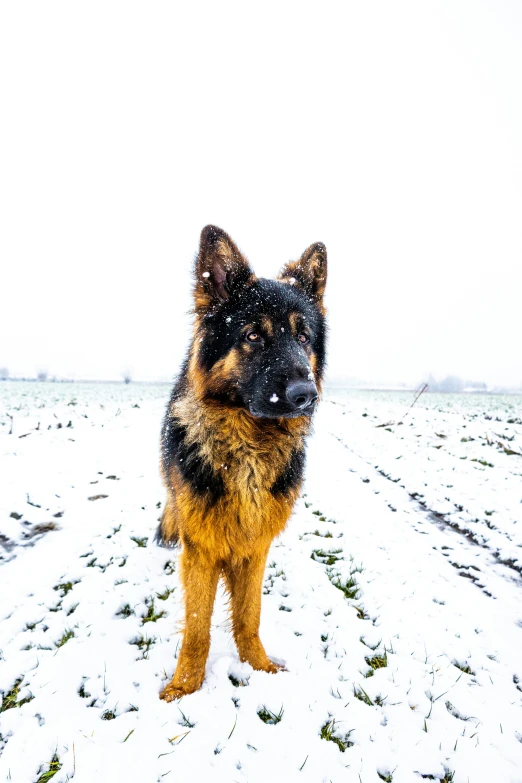 a dog standing on the snow covered ground