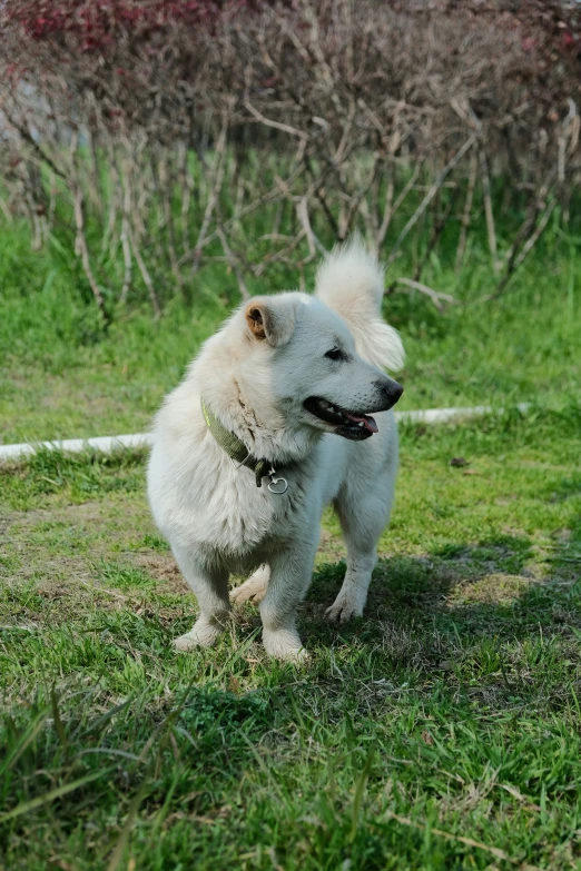 a white dog is walking through the grass