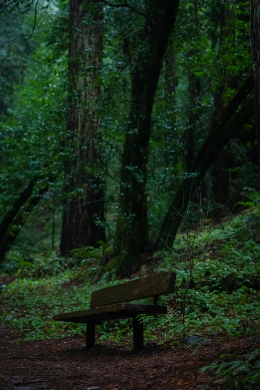 a wooded forest with a bench next to a trail