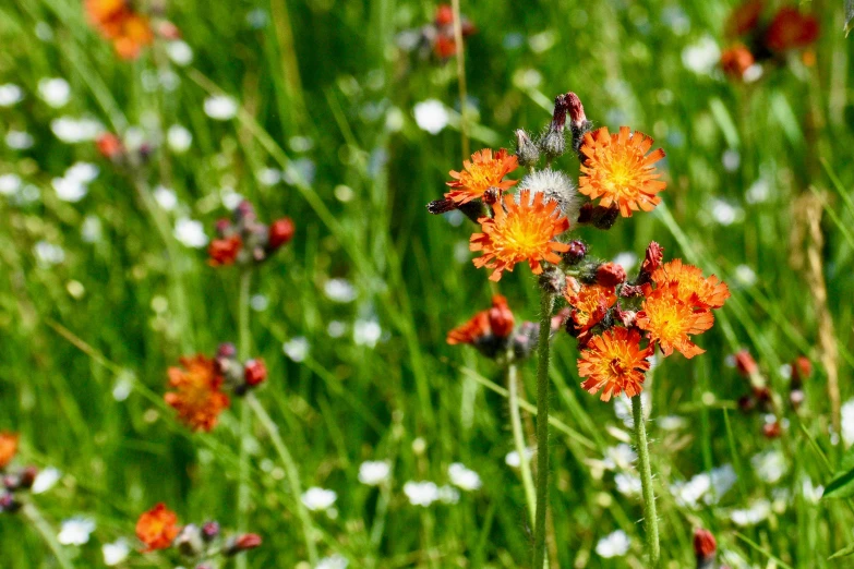 some flowers in the middle of a grassy field