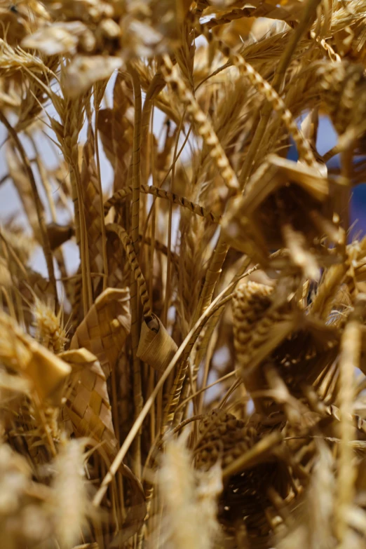 an up close po of wheat stalks and grasses