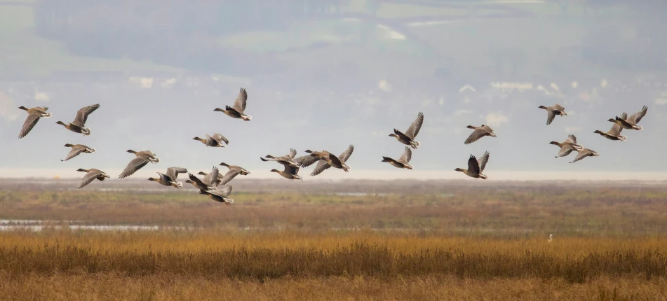 a group of geese fly over a marsh on an overcast day