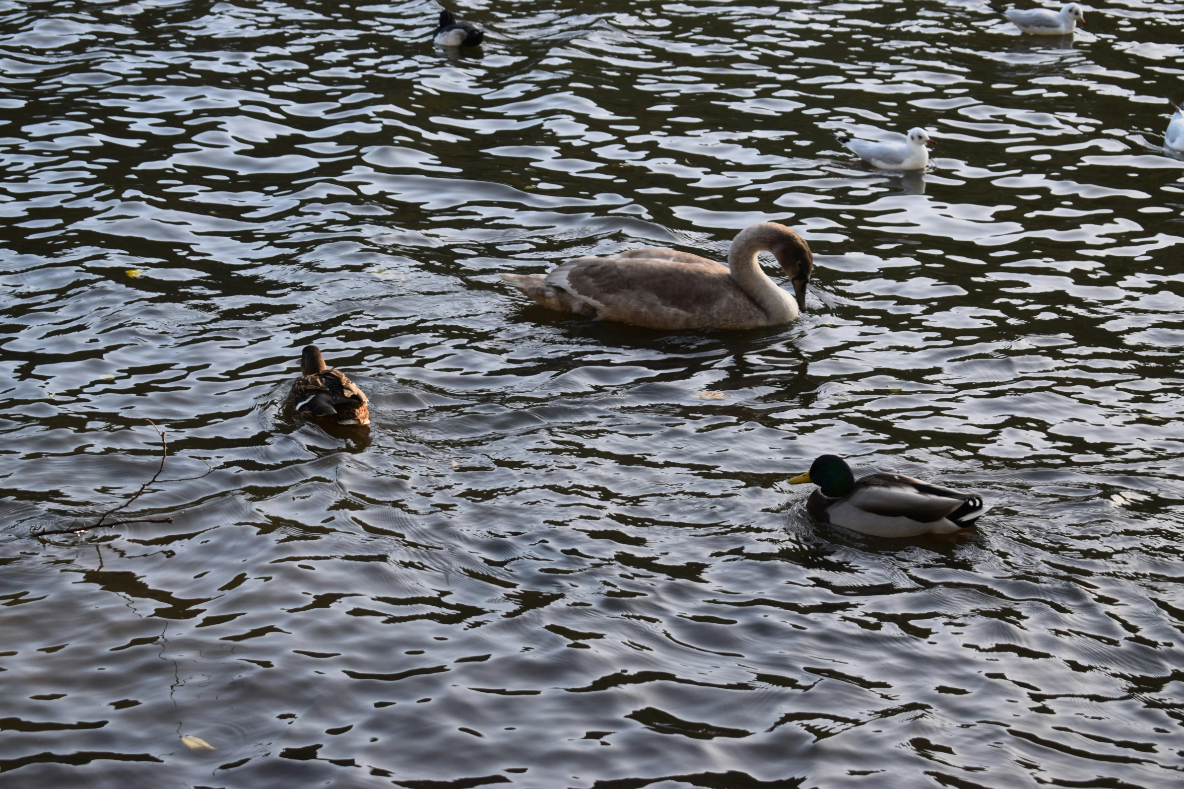 some ducks swimming on a pond with other ducks