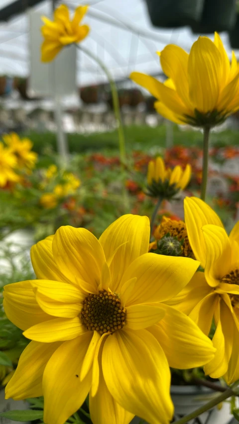 several large flowers in a garden near some grass