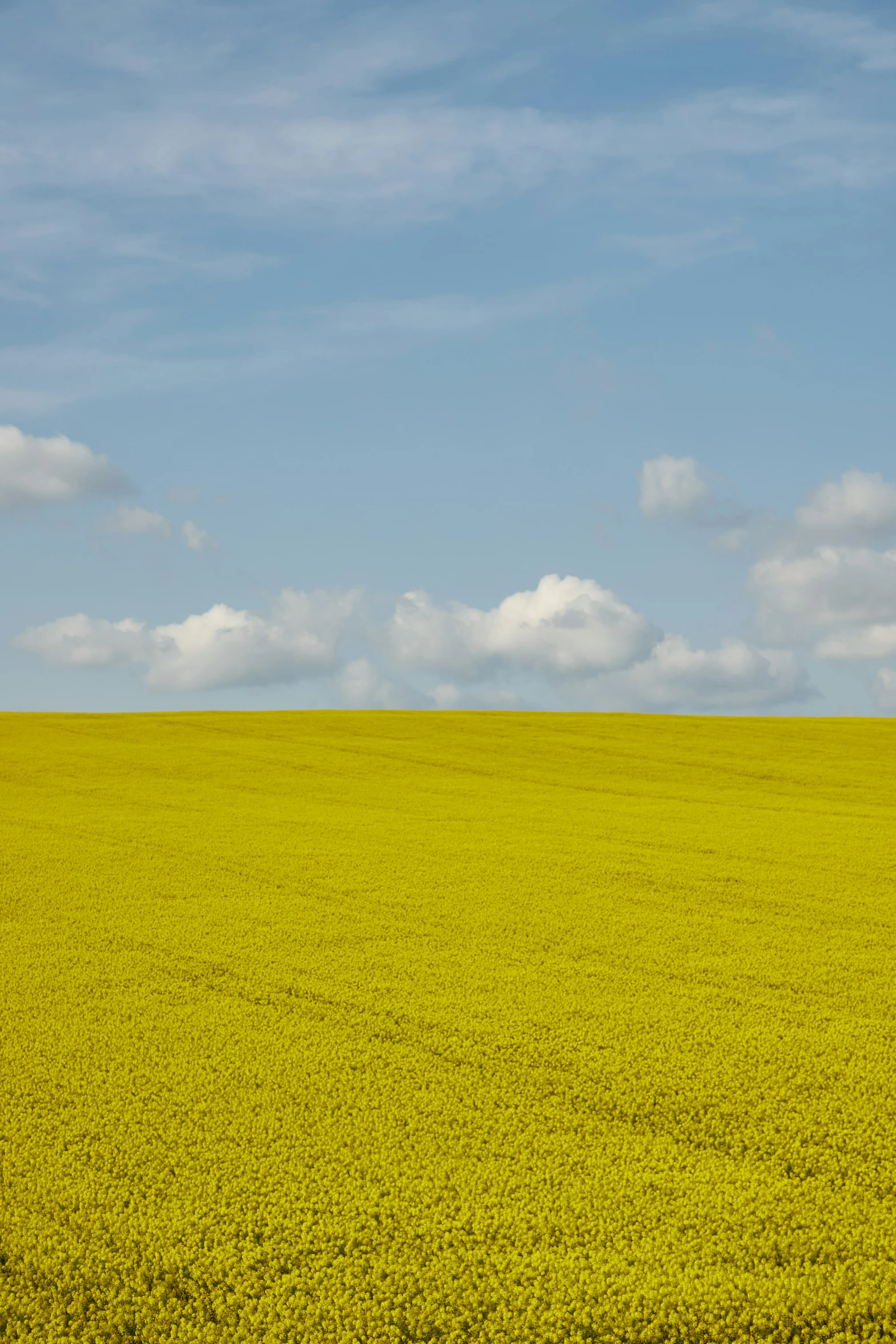 a lone tree is standing alone in the middle of a field