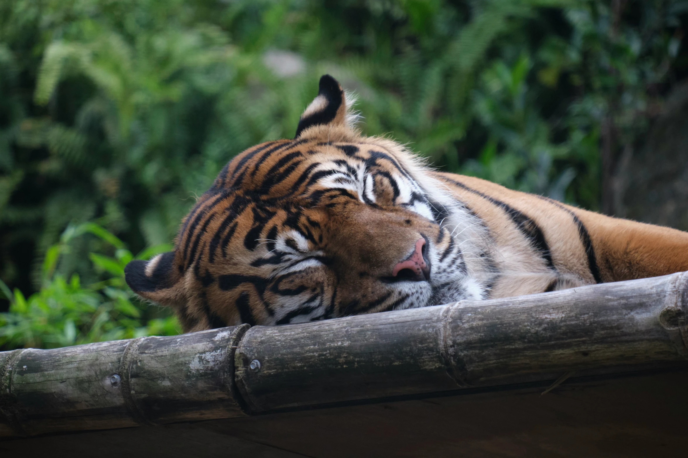 an adult tiger laying down on a log