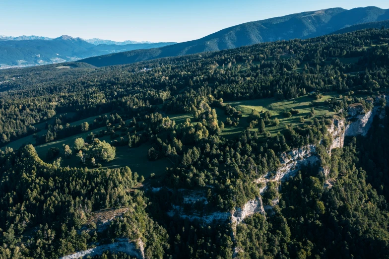 an image of aerial view of some trees in the woods