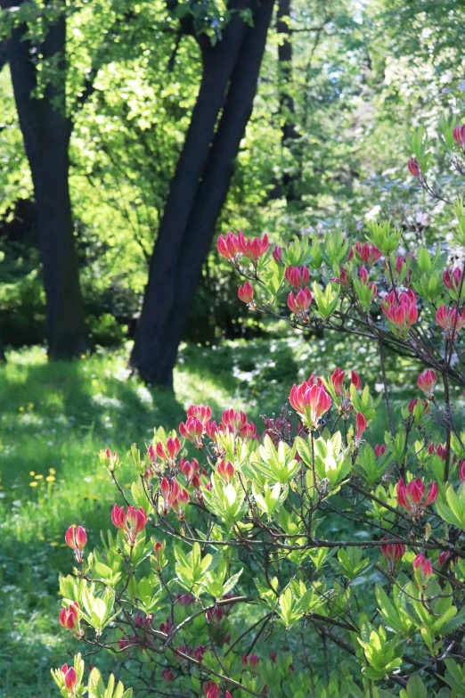 a bush full of pink flowers and green grass