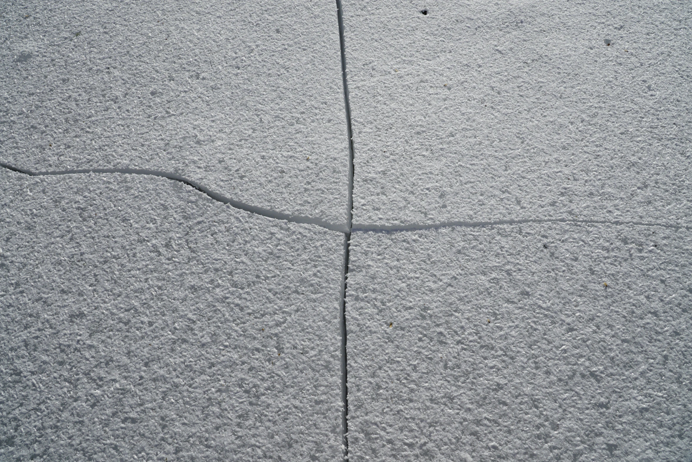 a small bird stands on the side of the road