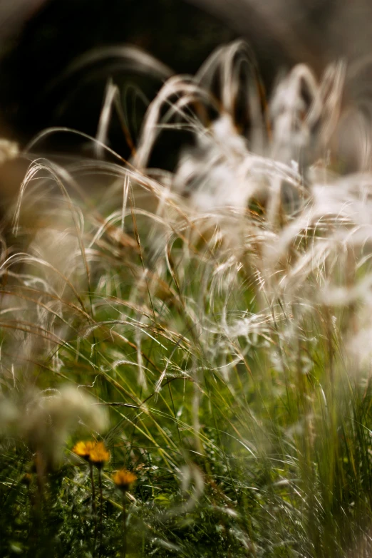 some very pretty green grass and bushes by the water