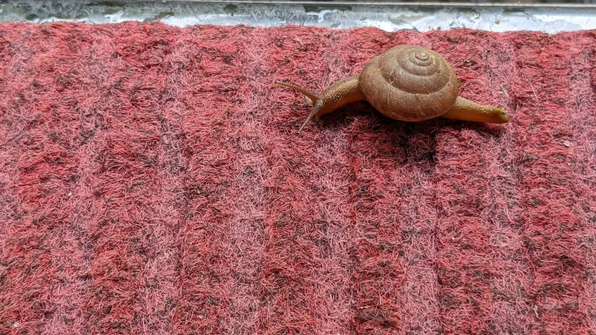 a small slug crawls down to the side of a doormat