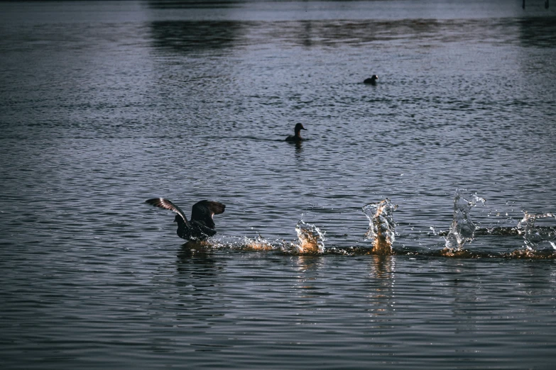 a group of ducks that are floating in the water