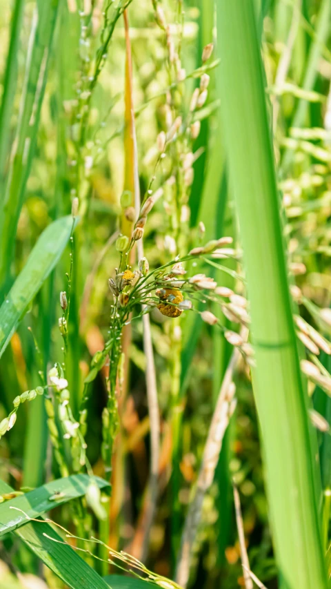 a group of grass that is growing with lots of it