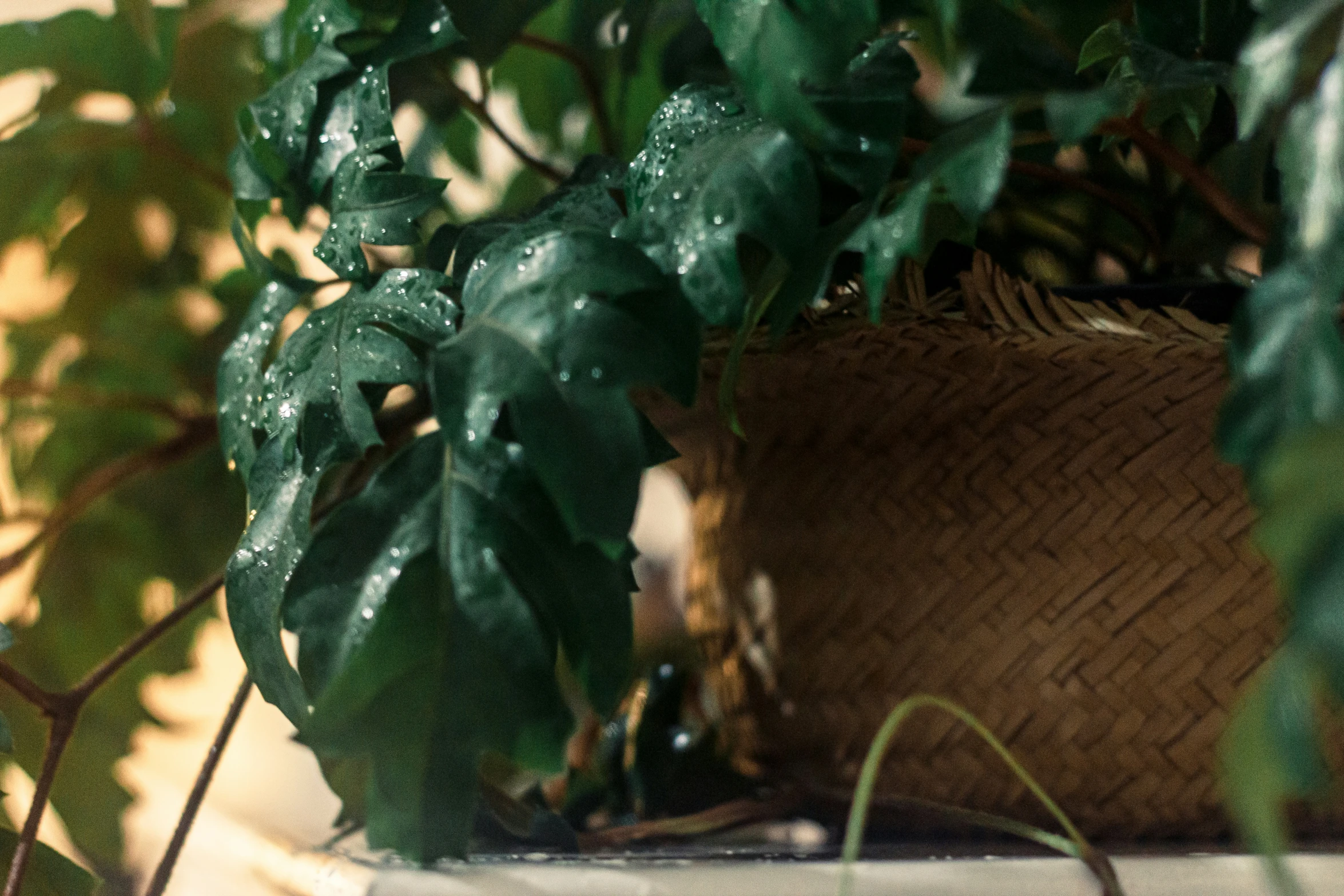 a leafy plant near some brown potted plants