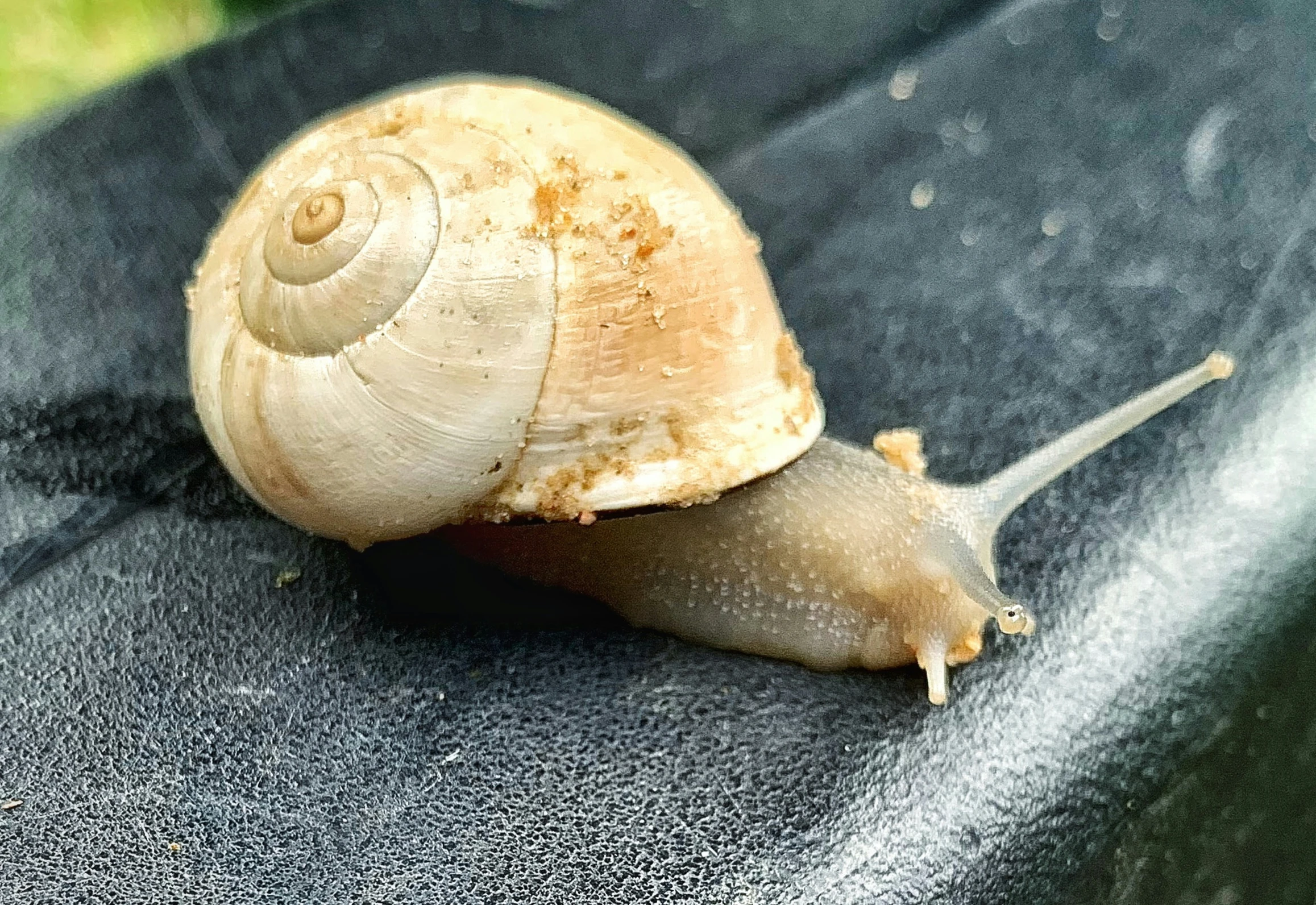 a big slug with it's shell up on a black surface