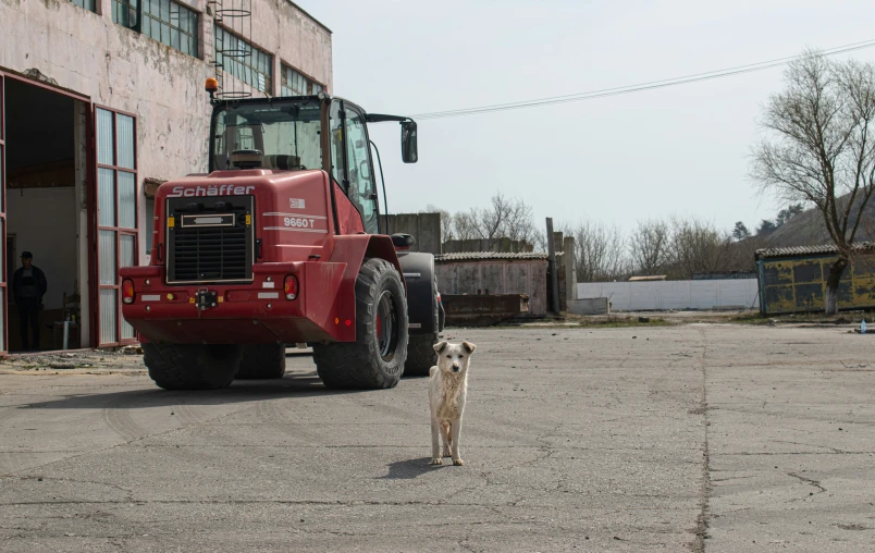 a dog that is looking at the camera while standing in the gravel