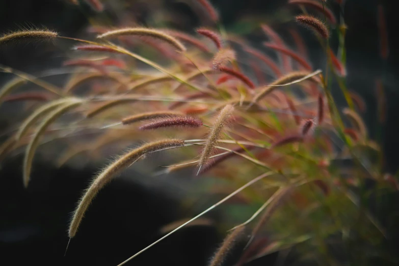 a view of some very pretty plants outside