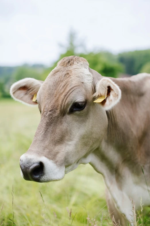 a cow with yellow ear tags is looking at the camera