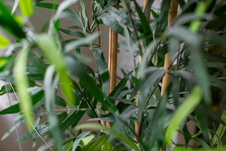 a plant with green leaves growing in it