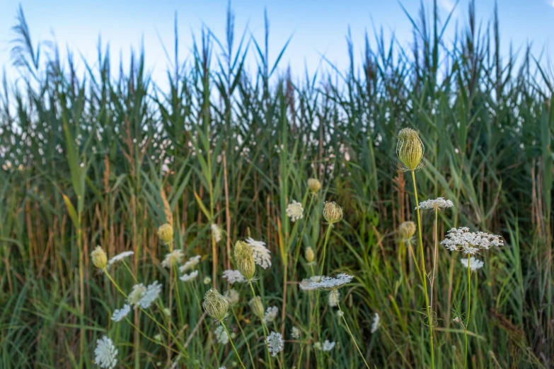 tall green grass with white flowers against a blue sky