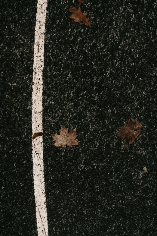 leaves sitting on the sidewalk on a rainy day