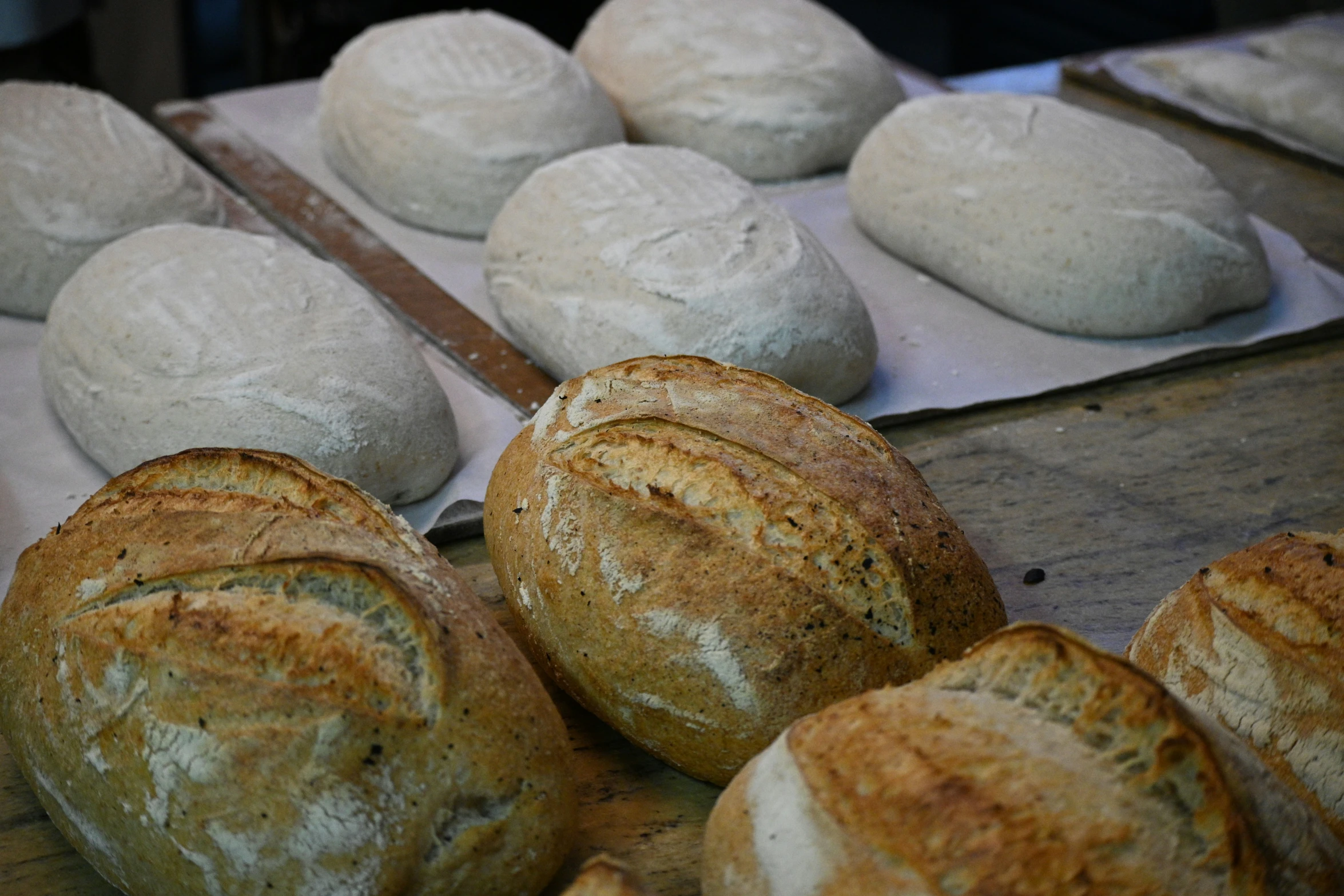 bread on a counter in rows of rolls