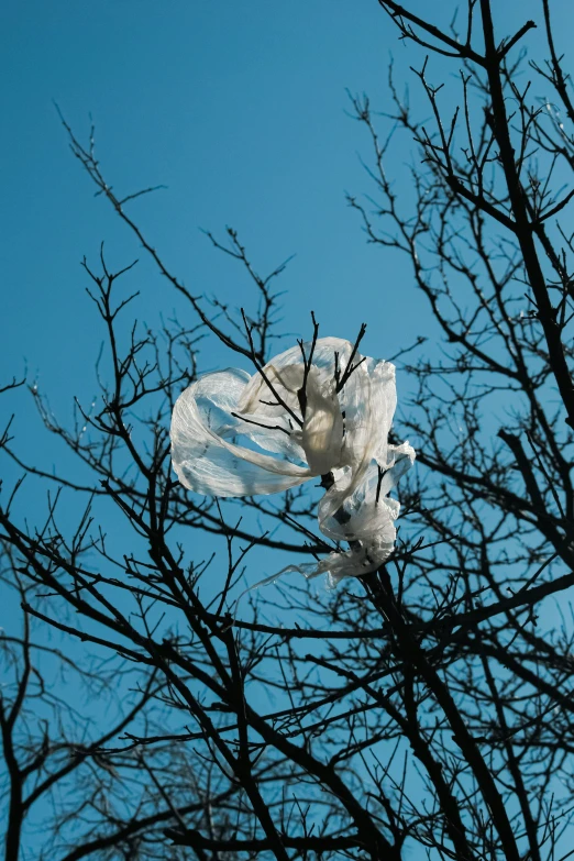 a white flower is stuck in a tree