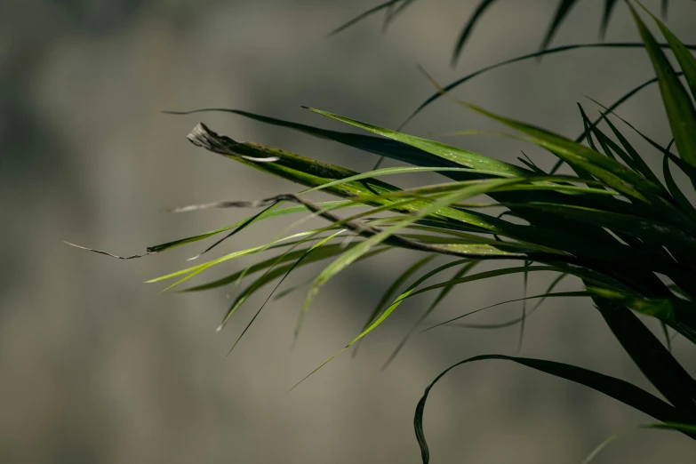 close up image of green grass and dirt