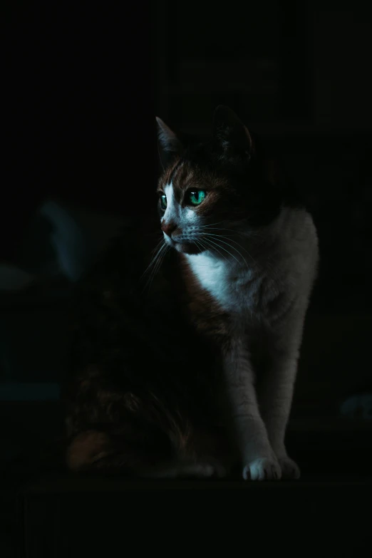 a cat with a blue eye sitting in the dark