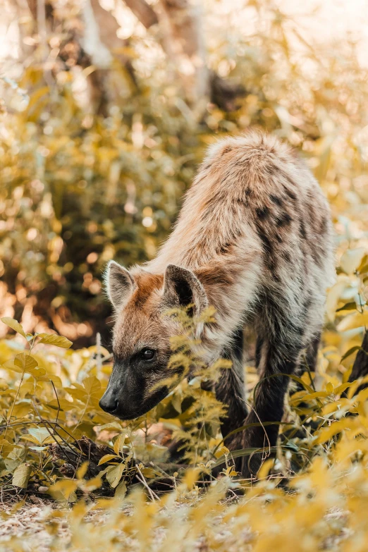 this is a wild dog walking through the woods