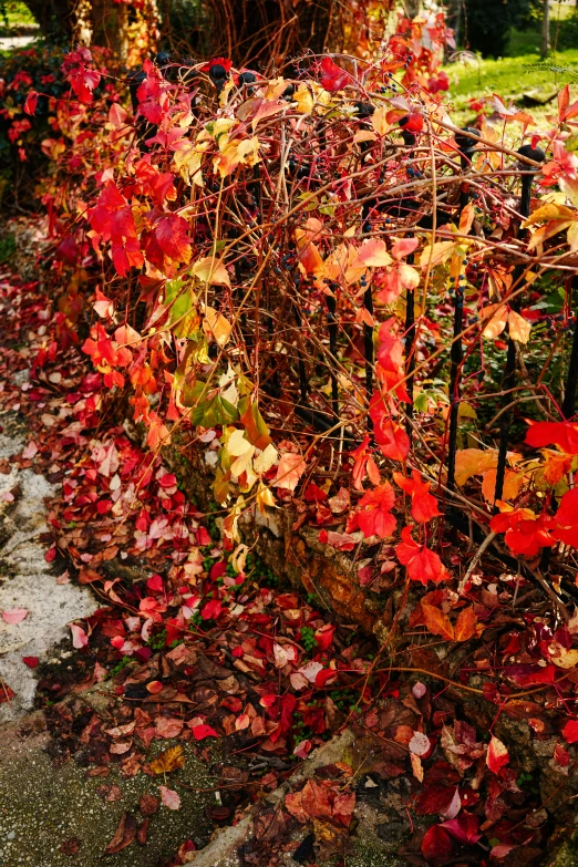 an autumn foliage cover over a fence in the park