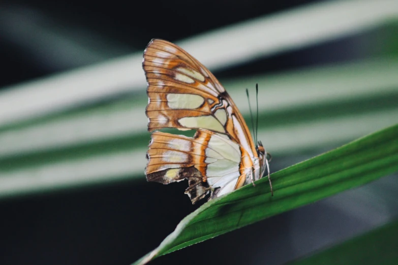 an orange and white erfly resting on a leaf