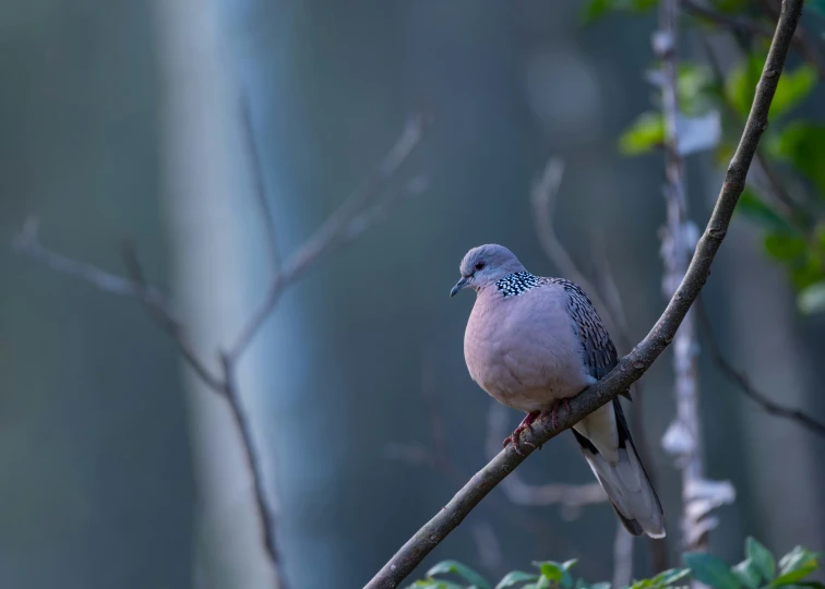 a white bird perched on a tree nch