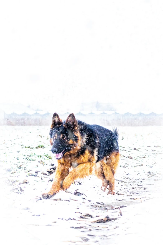 a big german shepherd running through the snow