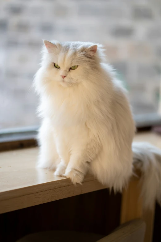 a white cat sitting on the ledge looking out