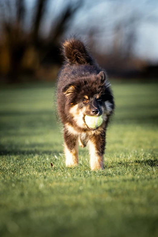 a dog with an orangua face running through the grass