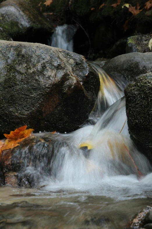 a creek flowing over rocks that are surrounded by leaves