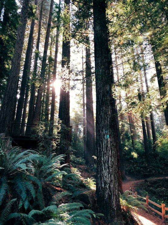 sunlight coming through the leaves and over the trees in the woods